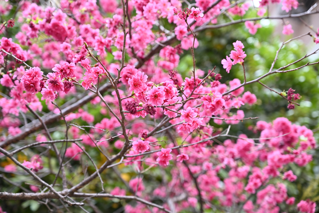 DSC_1608 花