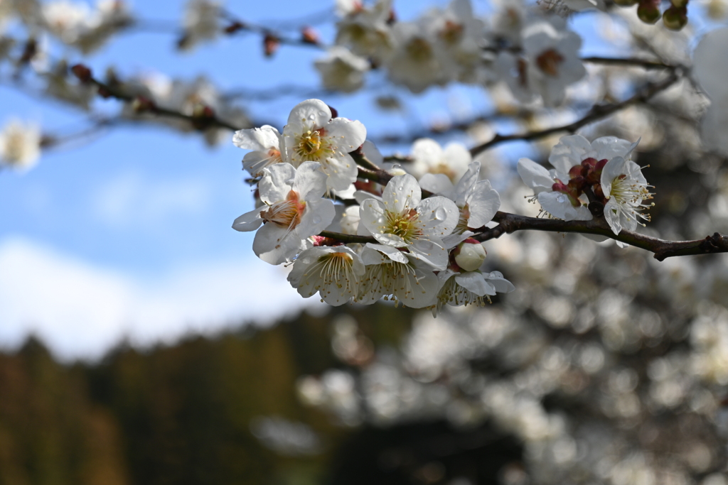 なに桜？