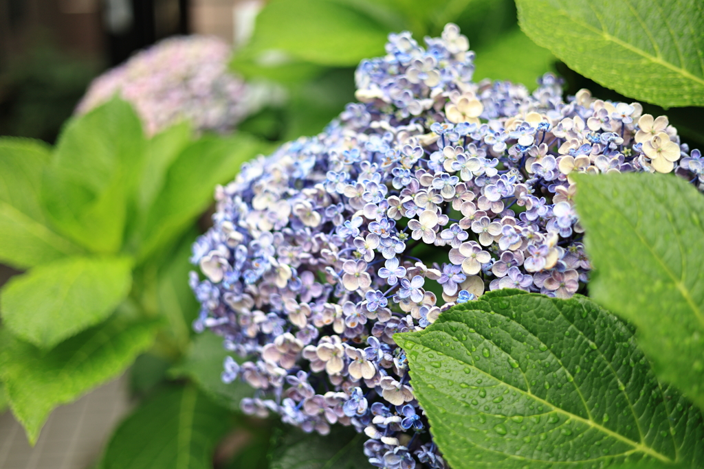 紫陽花