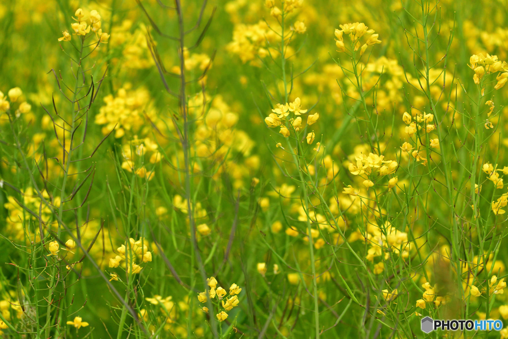 菜の花