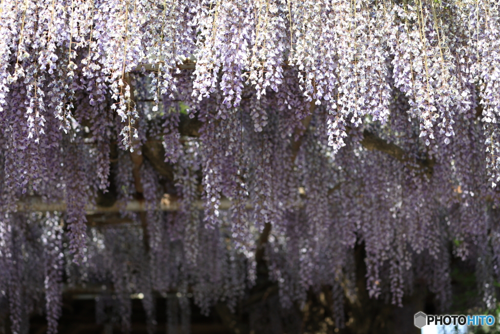 藤の花