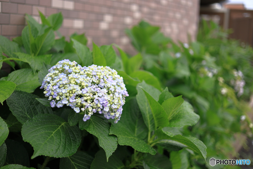 紫陽花