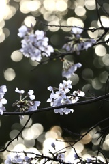朝桜