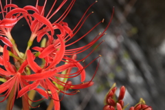 彼岸花終わりの季節