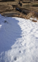 名残雪と足跡