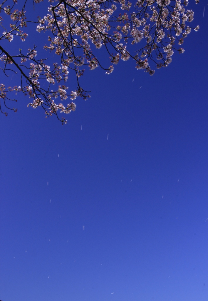 桜舞う