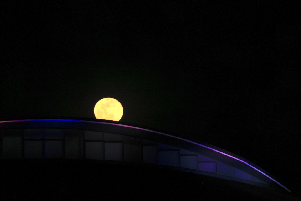 ひょっこりはん