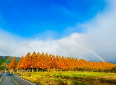 メタセコイア並木に虹
