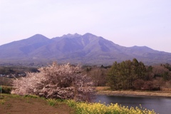 八ヶ岳と桜