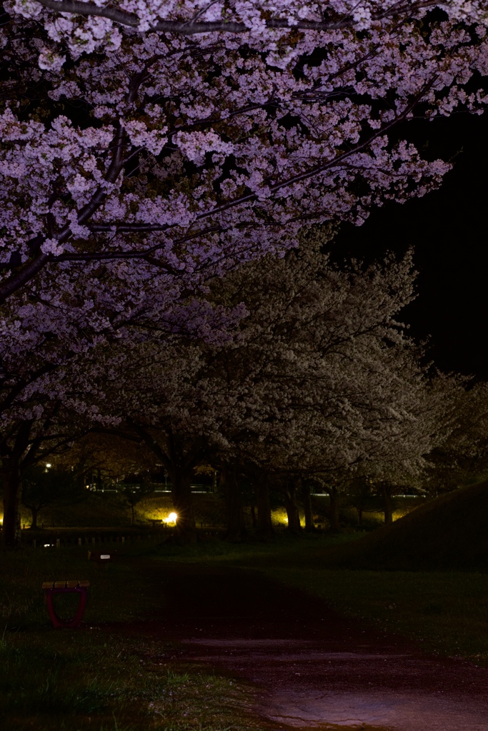 俺による俺のための夜桜