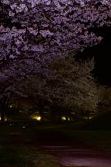 俺による俺のための夜桜