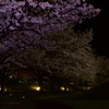 俺による俺のための夜桜
