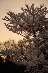 夕桜