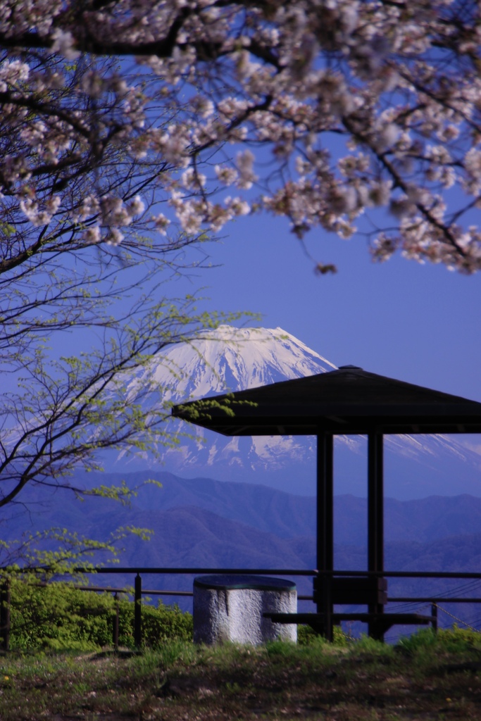 桜✖️富士山✖️青空