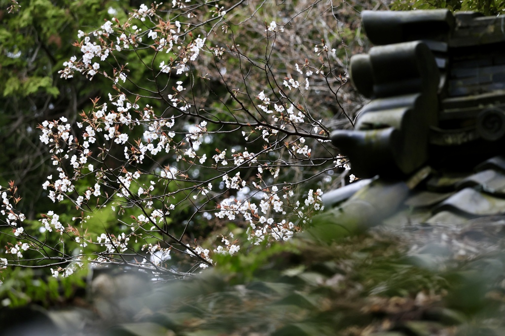 山桜 見頃は来週末かなぁ〜