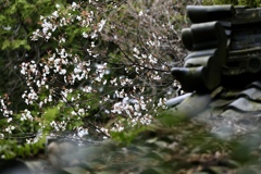 山桜 見頃は来週末かなぁ〜