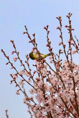 解像度が＿|￣|○