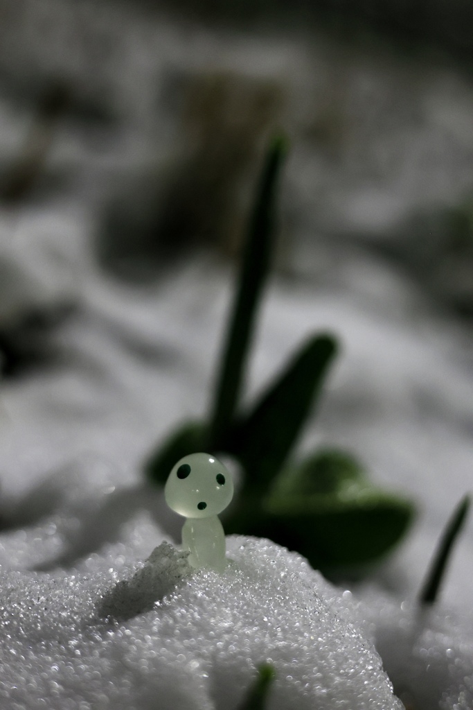 雪の朝