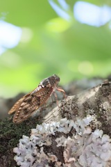 短い夏