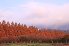 メタセコイア並木と雪山