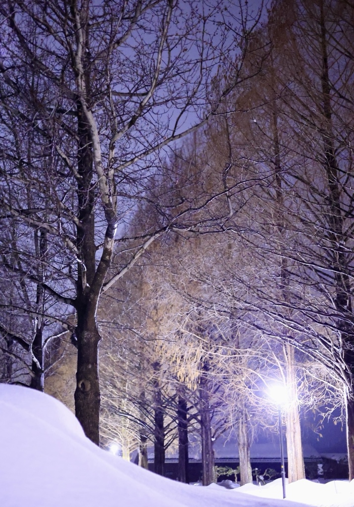 木の雪が…ない…