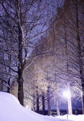 木の雪が…ない…
