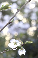 朝日にご挨拶