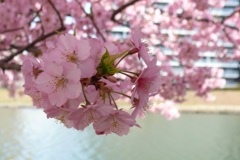 河津桜、満開です(o^^o)