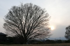 樹形と夕景