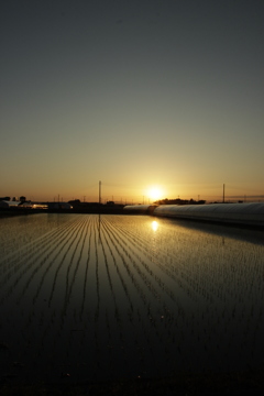 水田と夕陽