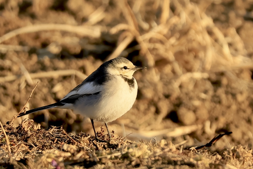 なんか丸くね？
