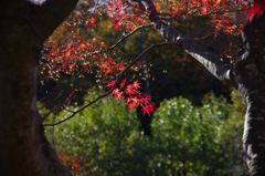 紅葉は終盤