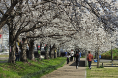 桜の季節は終はりました。