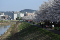 桜回廊