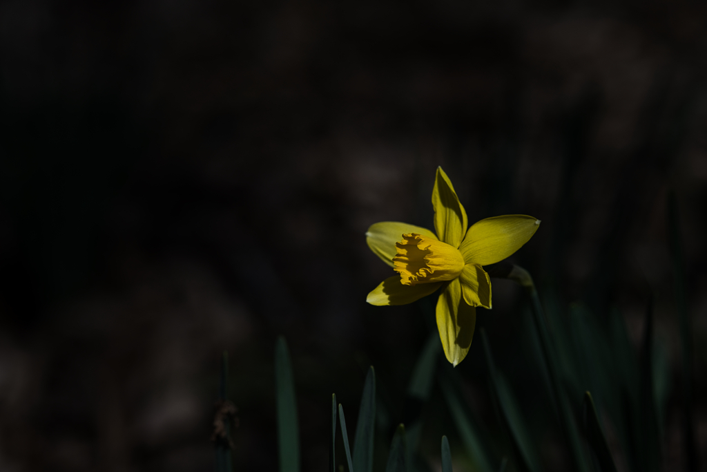 散歩の途中で話しかけて来た花