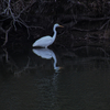池のダイサギ