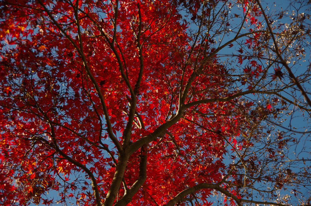 晩秋の紅葉