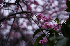 梅の花