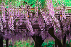 春の風に揺れて