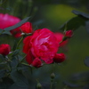 五月の赤い薔薇