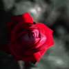 赤い薔薇一輪