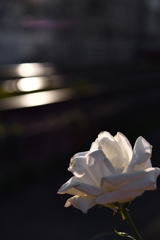 146　晩秋に煌く