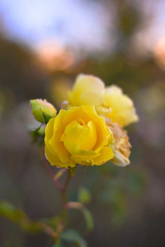 冬に咲く薔薇