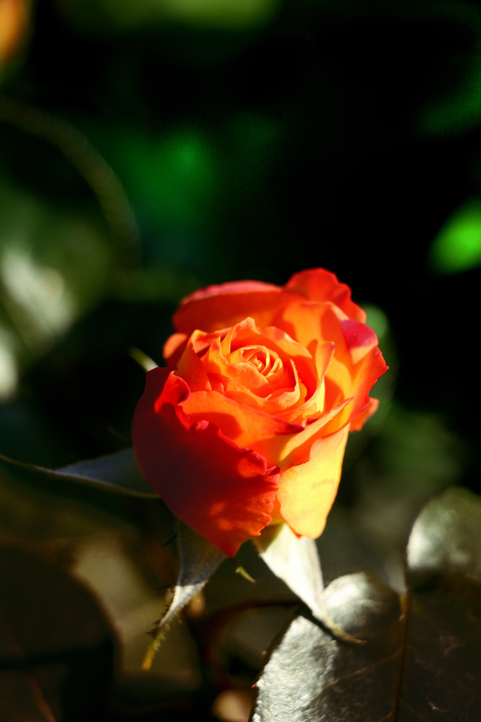 ★陽に輝く薔薇