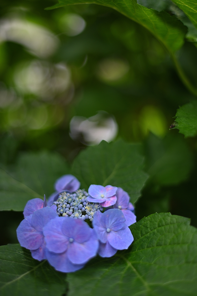 朝の紫陽花