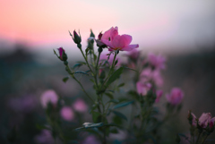 夕暮れにて