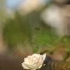 バニラ色の薔薇