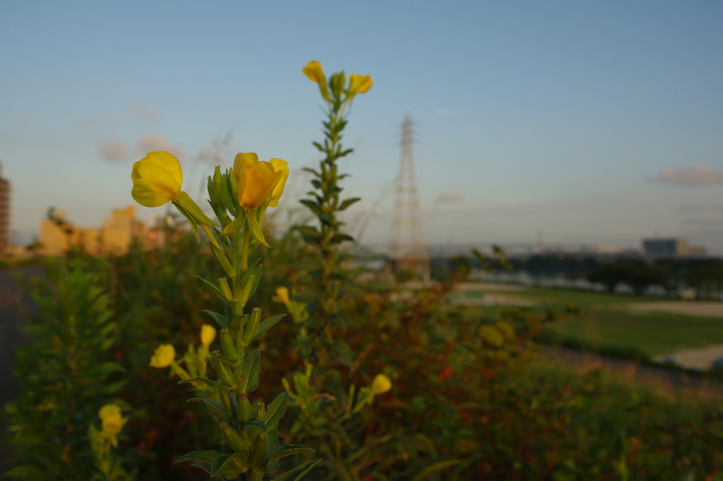 朝日を受けるメマツヨイグサ