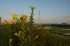 朝日を受けるメマツヨイグサ