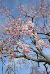 早朝の枝垂桜
